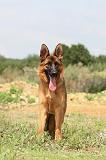 BERGER ALLEMAND 414